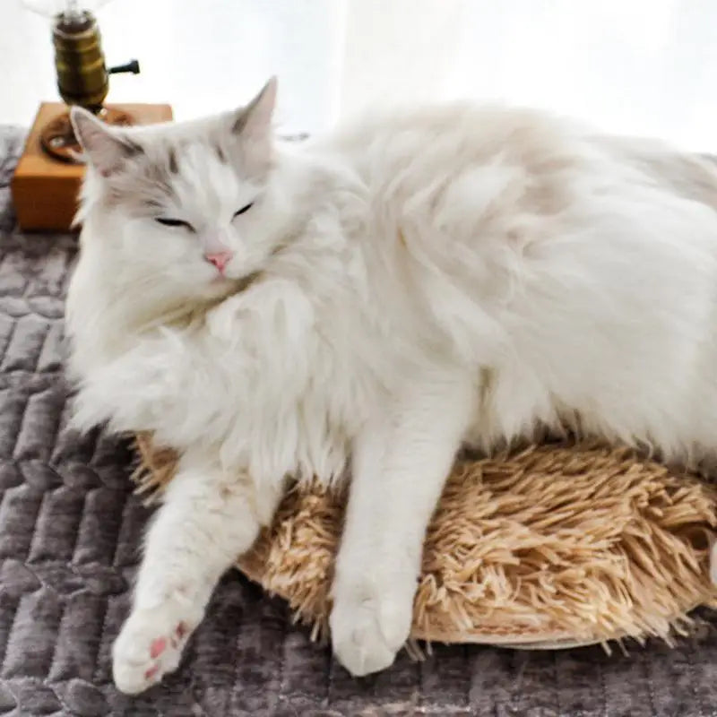 Coussin chat chauffant avec un chat qui dort dessus 