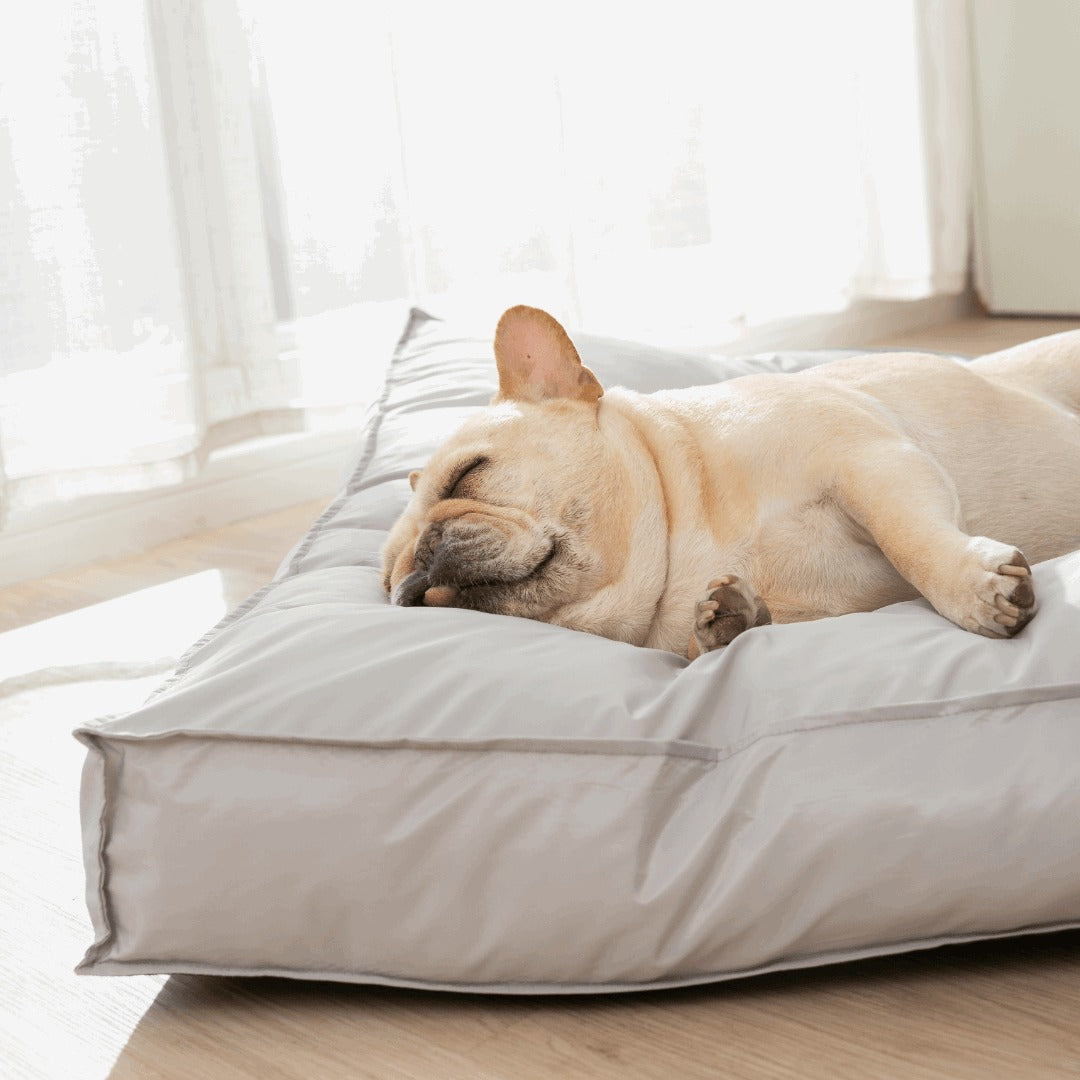 Coussin apaisant avec un chien endormi dessus